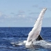 whale_humpback_v_00705_dom2776.jpg